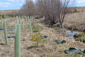 Photos by Michelle Austen More than 500 trees were planted in 2 hours behind Franklyn Street beside Besley Creek.