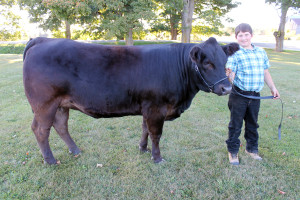 Photos by Wendy Gabrek What a heifer! – Sean McArthur, an 11 year old Mono resident with ‘Hillside Angel', or ‘Angel', an 18 month old black registered Limousin heifer. Sean showed Angel at the Shelburne Fall Fair this past weekend, winning prizes in three categories, including a second place for Showmanship his age category, novice.   