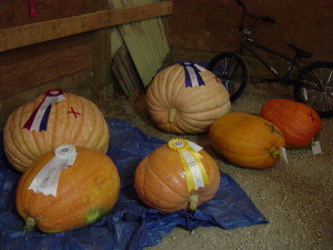 A display of the large pumpkins that showed weighing 63 lbs. to 167 lbs. were auctioned off to raise money for 4H going for as much as $47 each.
